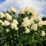 Hydrangea paniculata grandiflora: u pejzažnom dizajnu, sadnji i njezi
